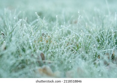 Close Up Of A Frosty Garden