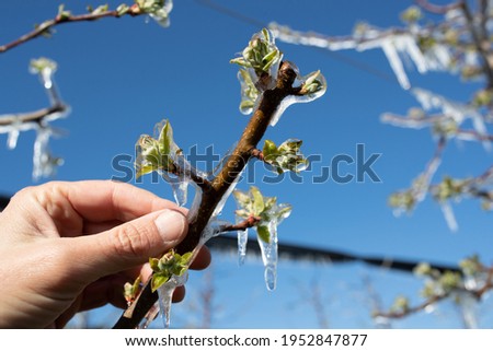 Close up of frozen branch with bud covered with ice. Bad weather condition in spring for fruit production