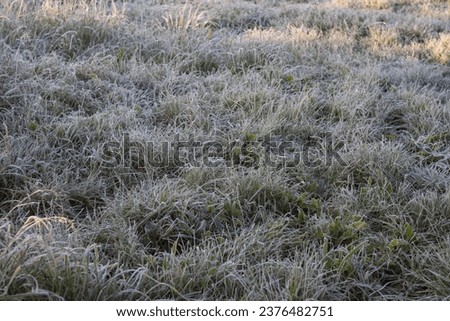 Close up of frozen frosted green grass in a meadow with ice particles during a morning frost on a misty sunny day with low temperature.