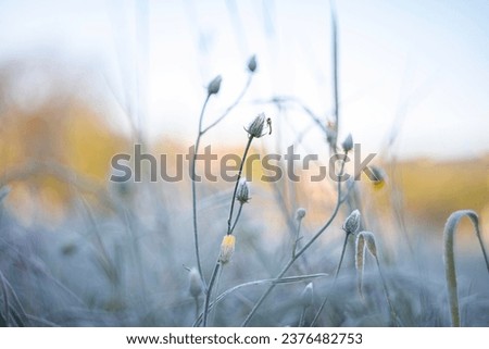 Close up of frozen frosted green grass and flowers in a meadow with ice particles during a morning frost on a misty sunny day with low temperature.