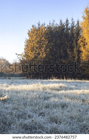 Close up of frozen frosted green grass and flowers landscape in a meadow with ice particles during a morning frost on a misty sunny day with low temperature.