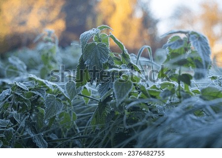 Close up of frozen frosted green plants flowers and herbs (nettles) in a meadow with ice particles during a morning frost on a misty sunny day with low temperature.