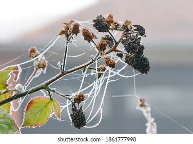 Close up of frozen spider web hanging on blackberry twig. Natural macro background. - Powered by Shutterstock