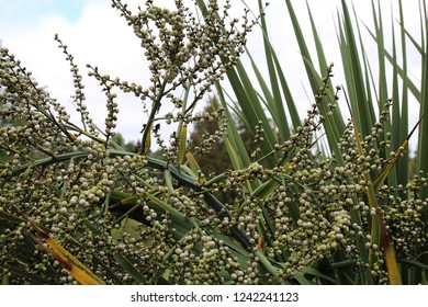 Close Up Of The Fruit Of An Astelia Nervosa Plant 