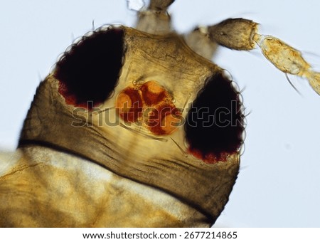 close up of fruit flies in mycroscope