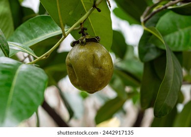 Close up of fruit on tree