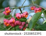 Close up of fruits of Euonymus europaeus, the spindle, European spindle, or common spindle