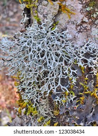 Close Up Of Fruticose Lichen Grown On Tree Bark