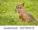 A close up full body photo of a  Patagonian mara (Dolichotis patagonum) photographed in a zoo during cloudy day sitting in a grass field with green background 