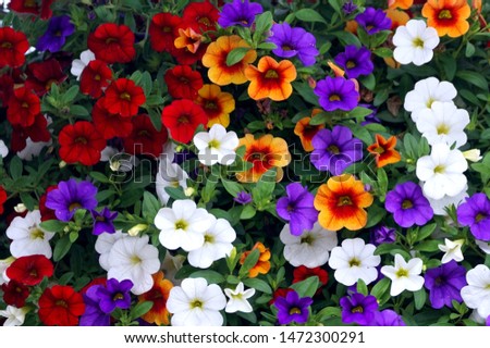 Close up full frame of multicolor calibrachoa flowers