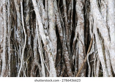 ​A close up full frame texture of intricate interwoven aerial roots and bark of an old banyan tree in the jungle.