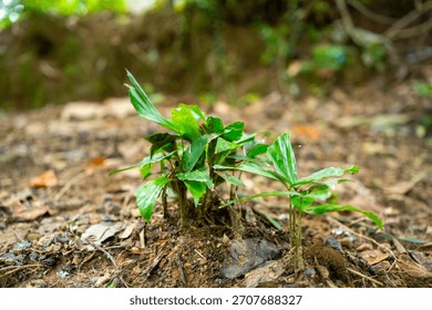 Close up full frame texture of small green vine leaves climbing over a damp, mossy, lime green wall or rock surface