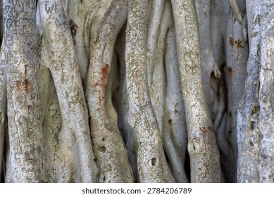 Close up full frame texture view of multiple aerial banyan tree roots with carved names and graffiti tags