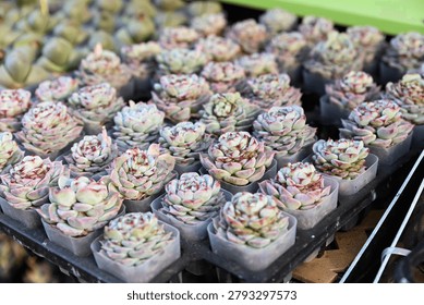 A close up full frame view captures rows of small potted echeveria elegans succulent plants for sale at the Flower Market in Hong Kong