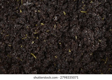A close up full frame view of ground poppy seed filling mixed with sugar and lemon zest prepared for baking a traditional sweet yeast roll