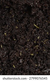 A close up full frame view of ground poppy seed filling mixed with sugar and lemon zest prepared for baking a traditional sweet yeast roll