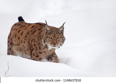 Close Up Full Length Low Angle Side View Of Eurasian Lynx Walking In Deep Winter Snow And Looking At Camera Alerted