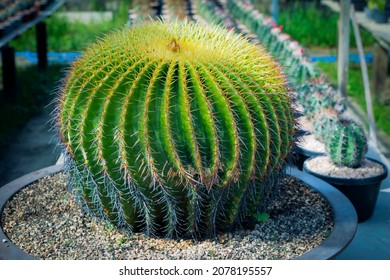 Close Up Full Range Of Echino Cactus In Planting Pot