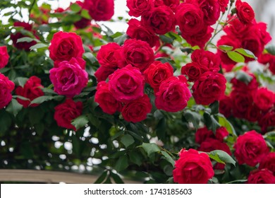 666 Full blown rose Images, Stock Photos & Vectors | Shutterstock