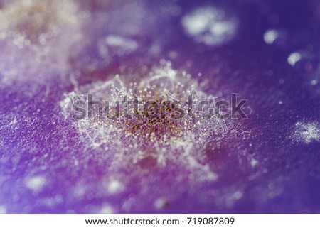 Similar – Foto Bild Nahaufnahme einer Fliederblüte von Globularia alypum mit Sonnenuntergangslicht in der Natur