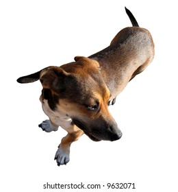 Close Funny Brown Dog Isolated On Stock Photo 9632071 | Shutterstock