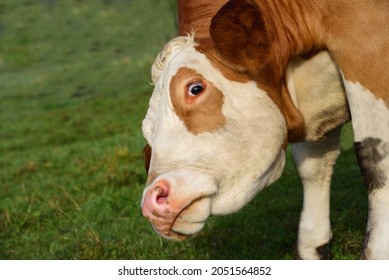 Close Up Of A Funny Brown And White Spotted Cow Looking Obliquely Into The Camera With Rolling Eyes, Against A Green Background In Nature