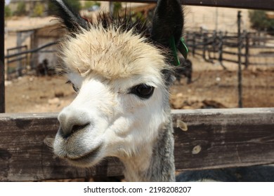 A Close Up Of Funny Lama On The Rural Background