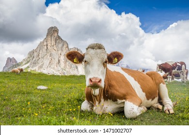 Close up funny low angle view of a cow with spectacular mountain scenery at pass Giau with Mount Gusela in the background, green grass meadows,white and blue sky. Summer in Dolomites, Northern Italy. 