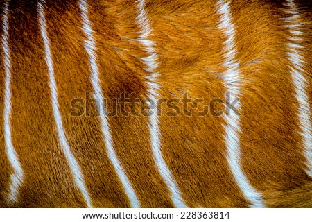 Close up of the fur  antelope  texture