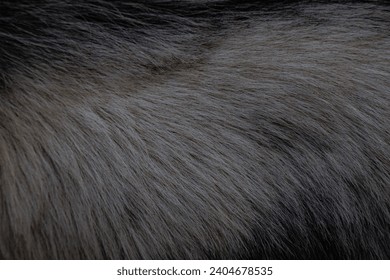 close up of a fur texture