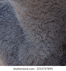 close up of fur texture


