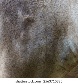 close up of fur texture