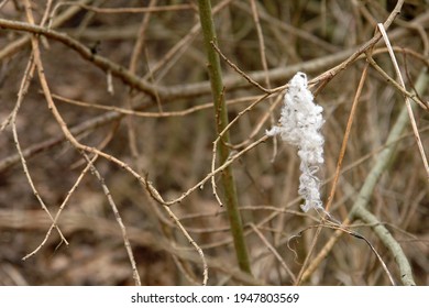 Close Up Of Fur Of A Wild Animal Stuck To A Branch In The Wasteland. Poland, Europe             