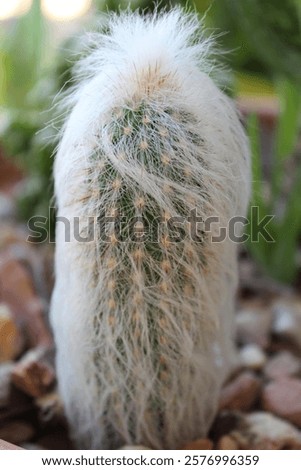 Close up of fuzzy cactus