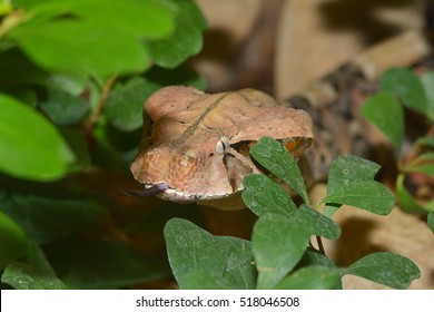 A Close Up Of A Gaboon Adder