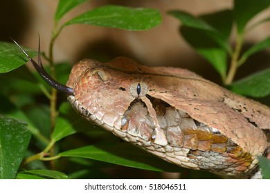 A Close Up Of A Gaboon Adder