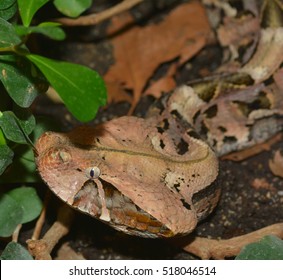 A Close Up Of A Gaboon Adder