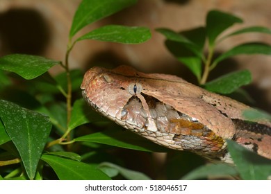 A Close Up Of A Gaboon Adder