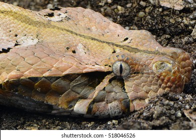 A Close Up Of A Gaboon Adder