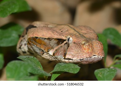 A Close Up Of A Gaboon Adder