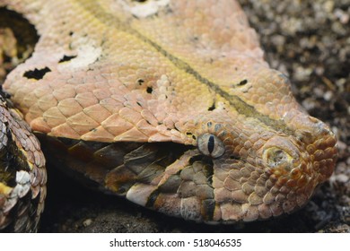 A Close Up Of A Gaboon Adder