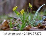 Close up of Gagea lutea (yellow star-of-Bethlehem) - spring plant with yellow flowers