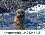 Close up of a Galapagos sea lion (Zalophus wollebaeki) in a tidal pool on Fernandina Island, Galapagos, Ecuador