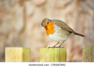 Close Up Of A Garden Bird European Robin (Erithacus Rubecula) Perched On A Post, UK.