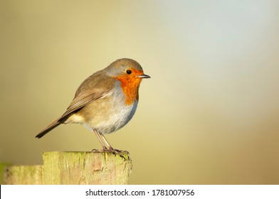 Close Up Of A Garden Bird European Robin (Erithacus Rubecula) Perched On The Post, UK.