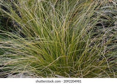 Close Up Of Garden Plant And Ornamental Grass Carex Prairie Fire. 