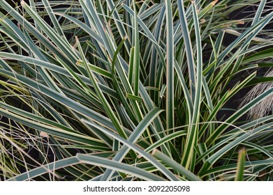 Close Up Of Garden Plant And Ornamental Grass Carex Ice Dance.