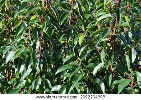 Close up of garden plant Prunus lusitanica angustifolia.