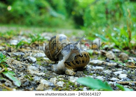 Close up of garden snails (Cornu aspersum) mating in the rain

