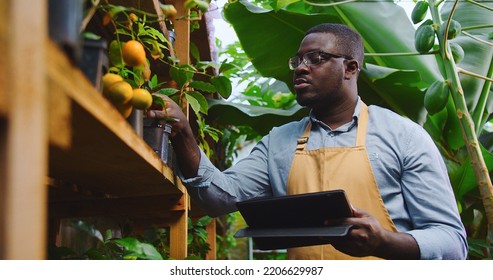 Close up of gardener African American man in glasses walking in hothouse making audit of plants, using tablet, tapping on screen. Floristry, occupation and business concept. Hobby farming. - Powered by Shutterstock